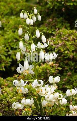 Bianco giglio turkscap fiori nella testa del bosco lily, Lilium martagon 'Album' Foto Stock