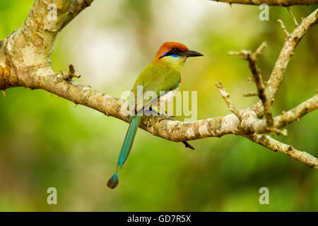 Color ruggine-crowned Motmot Momotus mexicanus El tuito, Jalisco, Messico 9 Giugno Momotidae adulti Foto Stock