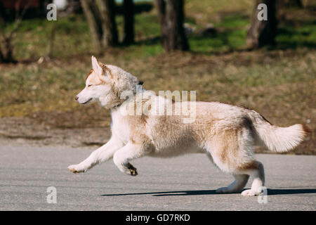 Giovani divertente di bianco e grigio Husky cucciolo di cane per eseguire il gioco all'aperto Foto Stock