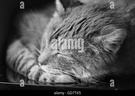 Close Up di pacifica Cat avvolto a ricciolo dormono a casa nel suo letto. La fotografia in bianco e nero Foto Stock