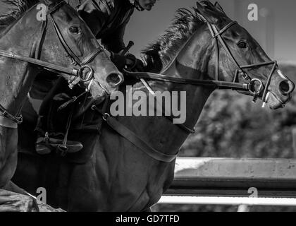 Estrema attenzione alle alte velocità dei cavalli in esecuzione in bianco e nero Foto Stock