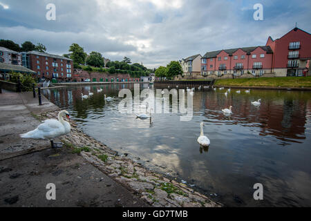 Cigni bianchi sulla banchina a Exeter Devon Foto Stock