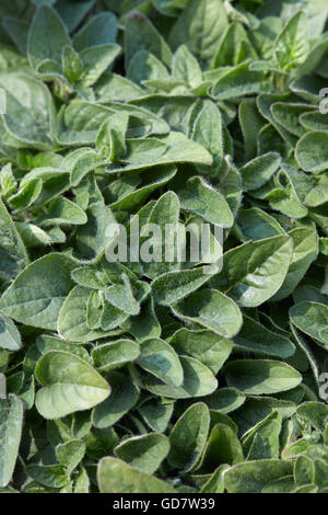 Origano origanum vulgare sfondo piante Foto Stock