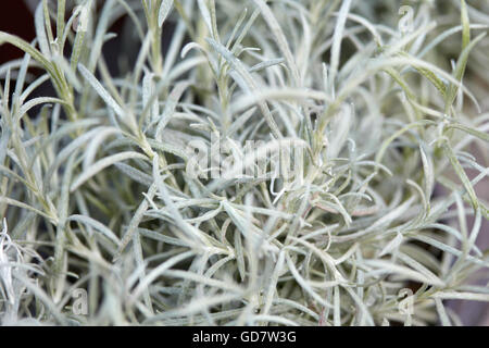 Helichrysum italicum, curry foglie di piante di sfondo Foto Stock