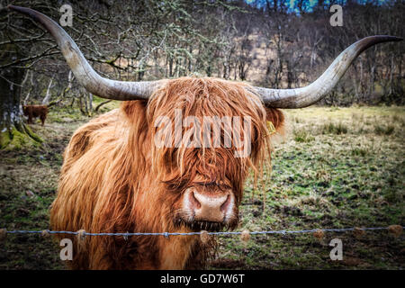 Highland mucca si fermò in un prato scozzese Foto Stock