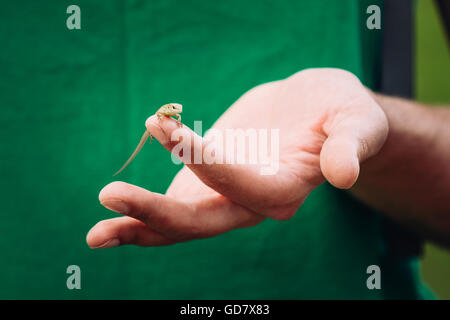 Giovani selvatica piccola lucertola udienza del Mans dito mano Foto Stock