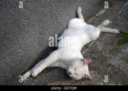 Adorabili albino gatto dorme nel cortile posteriore Foto Stock