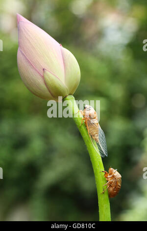 Le cicale e la Lotus Foto Stock