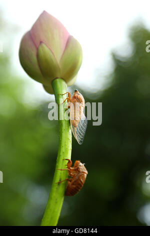 Le cicale e la Lotus Foto Stock