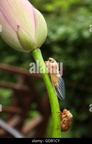 Le cicale e la Lotus Foto Stock