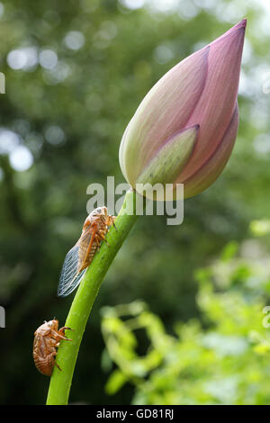 Le cicale e la Lotus Foto Stock