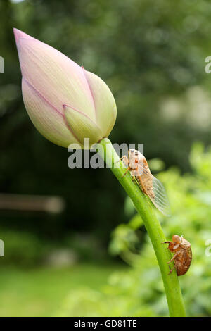 Le cicale e la Lotus Foto Stock