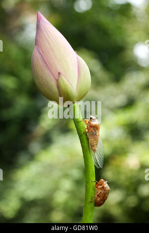 Le cicale e la Lotus Foto Stock