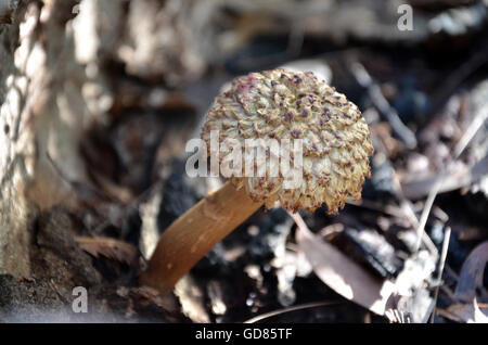 Brown shaggy tappo (a fungo Boletellus emodensis) crescita alla base di un albero nella foresta Australiana Foto Stock