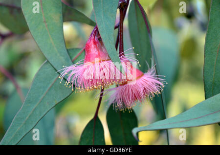 Rosa gum tree argento Princess blossoms, Eucalyptus caesia ,Perth Western Australia Foto Stock