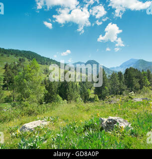 Belle pinete sullo sfondo di alta montagna. Andorra, Pirenei Foto Stock