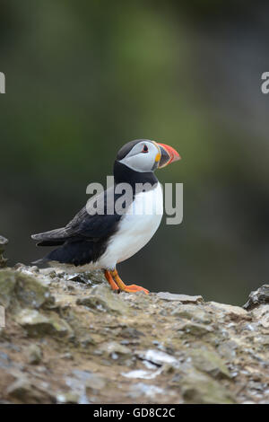 Atlantic puffin in piedi su una roccia REGNO UNITO Foto Stock