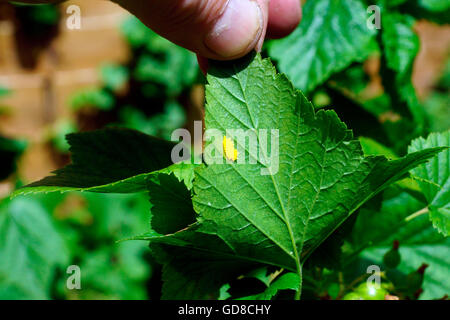 Uova di colore arancione che si trova sotto un RIBES NERO FOGLIA. Foto Stock