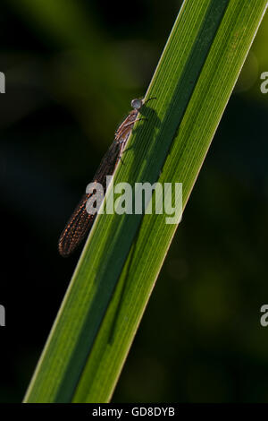 Femmina blu comune Damselfly - Enallagma cyathigerum. Immagine presa al serbatoio Wilstone, Hertfordshire, Regno Unito Foto Stock