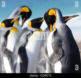 Re pinguini (Aptenodytes patagonicus). Saunders Island, Isole Falkland. Atlantico sud. Foto Stock