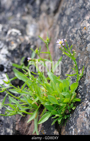 Un mare (Aster Tripolium pannonicum) cresce in una fessura in un mare spruzzata rock. Islay, Ebridi Interne, Argyll, Scotland, Regno Unito. Foto Stock