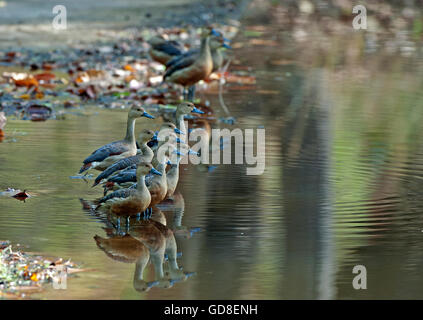 L'immagine di minore sibilo duck ( Dendrocygna javanica ) Bandavgrah national park, India Foto Stock