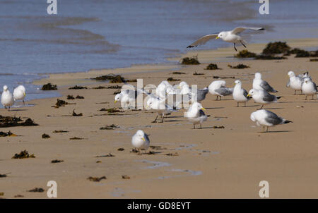 Kittiwakes (Rissa tridactyla) si radunano sulla spiaggia nella baia di Kiloran. Colonsay, Ebridi Interne, Argyll, Scotland, Regno Unito. Foto Stock