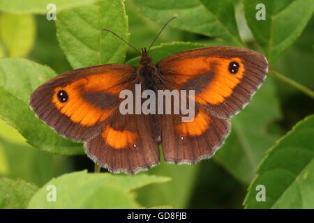 Farfalla di gatekeeper Foto Stock