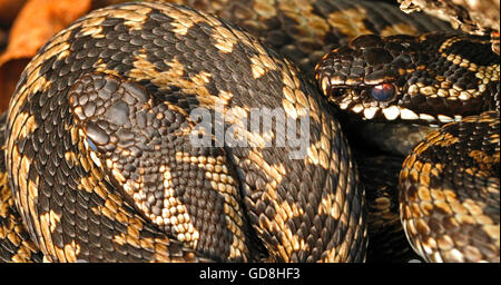 La vipera comune Vipera berus basking, Finlandia. Foto Stock