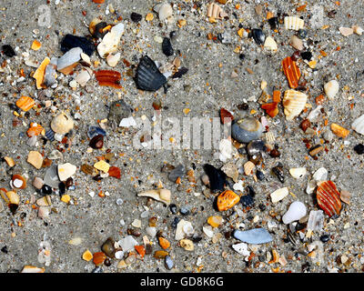 Un assortimento di piccole rotture di conchiglie sulla spiaggia di sabbia Foto Stock