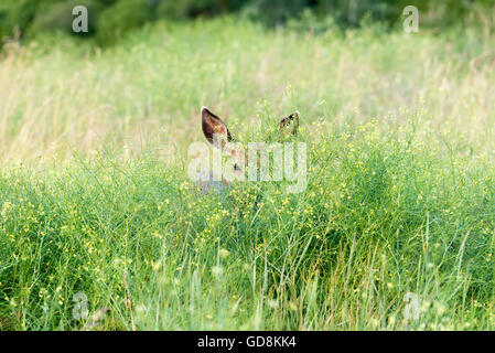 Mule Deer in alte erbe e forbs, Iwetemlaykin, Sito Patrimonio dell'Umanità Valle Wallowa, Oregon. Foto Stock