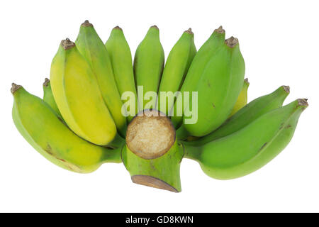 Coltivate a banane isolare lo sfondo bianco. Foto Stock