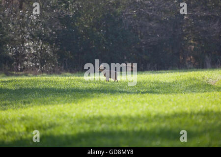 Muntjac Deer (Muntiacus reevesi). In piedi sul bordo di un cereale di seminativi campo adiacente al coperchio del bosco. Luce della Sera. Foto Stock