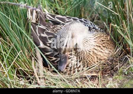 Mallard Duck (Anas platyrhynchos). Nidificazione, passando localmente vegetazione riuniti nel suo disegno di legge sulla spalla per adattarsi a fianco Foto Stock