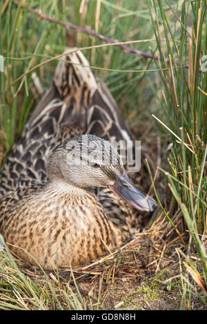 Mallard Duck (Anas platyrhynchos). Seduti sul nido. Di recente costruzione sito nido tra i giunchi (Juncus sp. ) Sul terreno. Qui aggiungendo materiale . Foto Stock