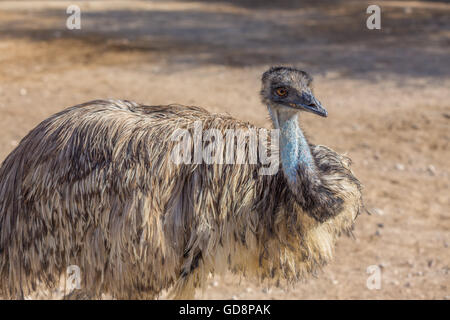 Al Dosari Zoo a Doha, in Qatar. Foto Stock