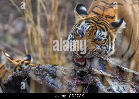 Tigre del Bengala famiglia mangiare un kill di Nilgai o blue bull antilope al Ranthambhore, India. ( Panthera Tigris ) Foto Stock