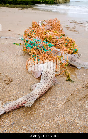 Il Segugio infermiere squali Scyliorhinus stellaris giacciono morti su una spiaggia del Kent dopo essere intrappolati in scartato net Foto Stock