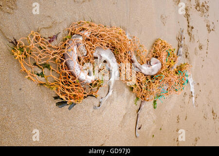 Il Segugio infermiere squali Scyliorhinus stellaris giacciono morti su una spiaggia del Kent dopo essere intrappolati in scartato net Foto Stock