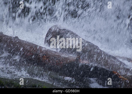 Espanso di acqua che cade sui tronchi Foto Stock