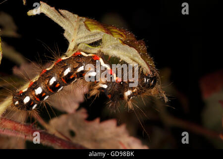 Nodo falena erba (Acronicta rumicis) caterpillar su una foglia. Foto Stock