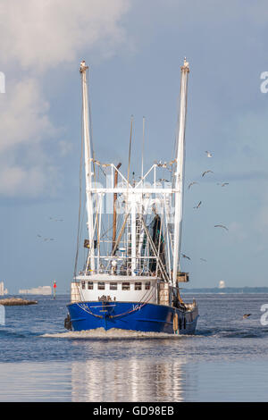 Gabbiani seguire un commerciale barca da gamberetti con un fresco pesce pescato nel porto di Biloxi Mississippi Foto Stock