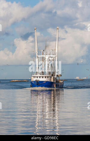 Gabbiani seguire un commerciale barca da gamberetti con un fresco pesce pescato nel porto di Biloxi Mississippi Foto Stock