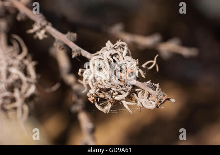 Piccolo ballmoss, Tillandsia recurvata, che cresce su un albero di acacia. Foto Stock