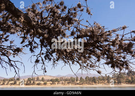 Piccolo ballmoss, Tillandsia recurvata, che cresce su un albero di acacia. Foto Stock