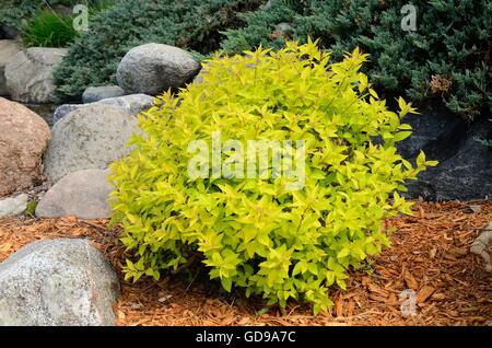 Tumulo di oro Spirea è un compatto, sagomata di Arbusti decidui Foto Stock