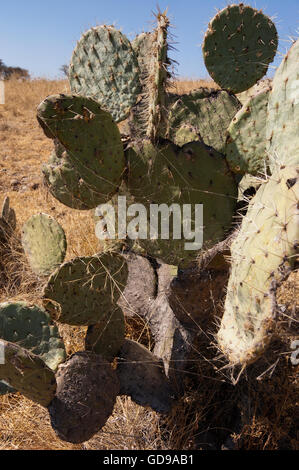 Wild Opuntia robusta ficodindia cactus con una spider web Foto Stock