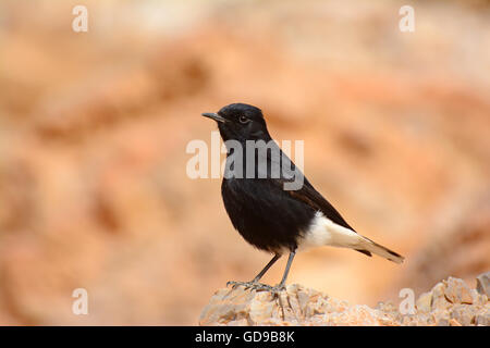 Culbianco nero su una roccia Foto Stock