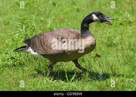 Adulto Canada Goose camminare e chiamando Foto Stock