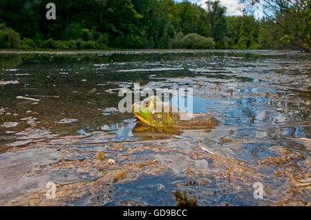 Rana in una palude, America del Nord Foto Stock